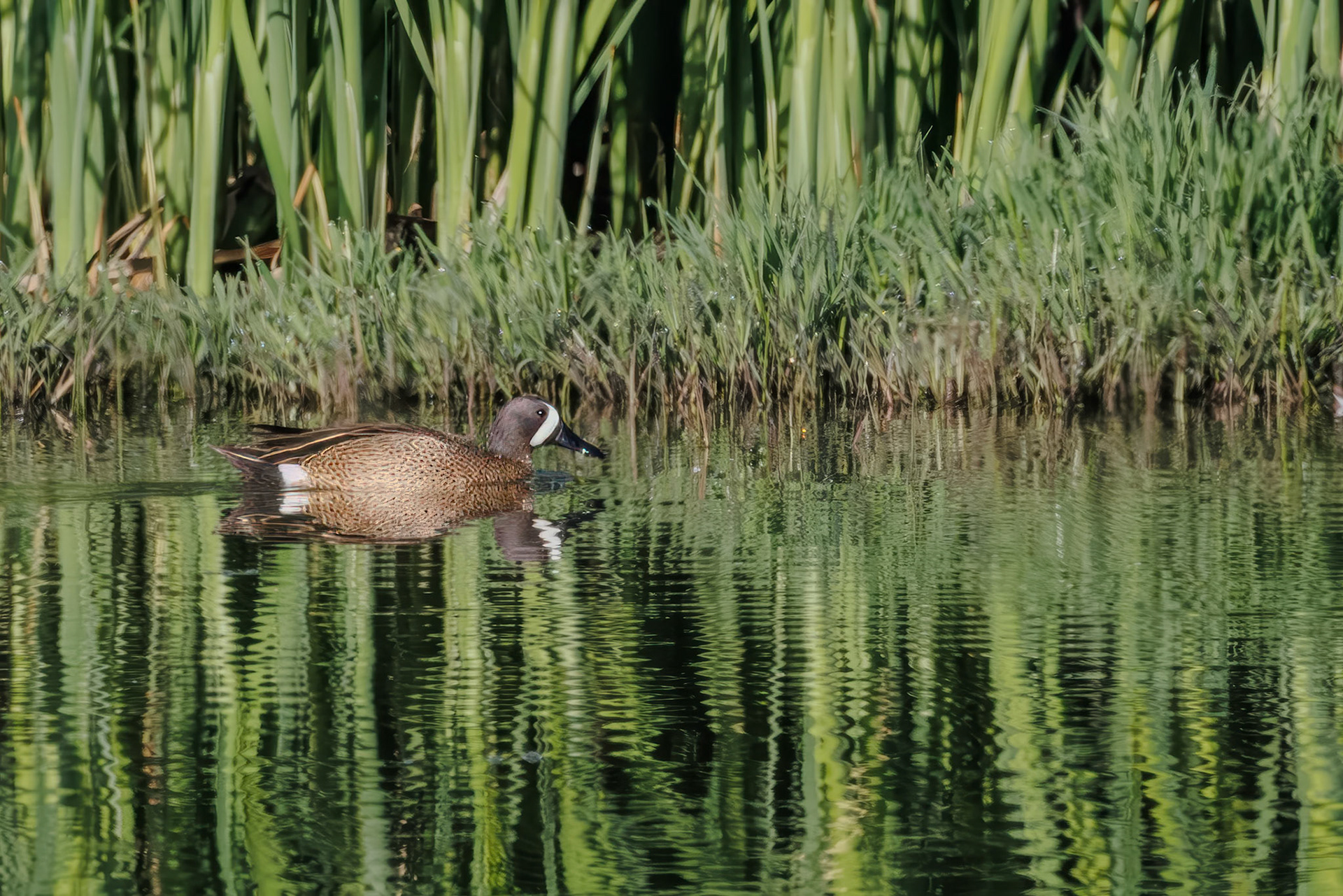 Blue-winged Teal