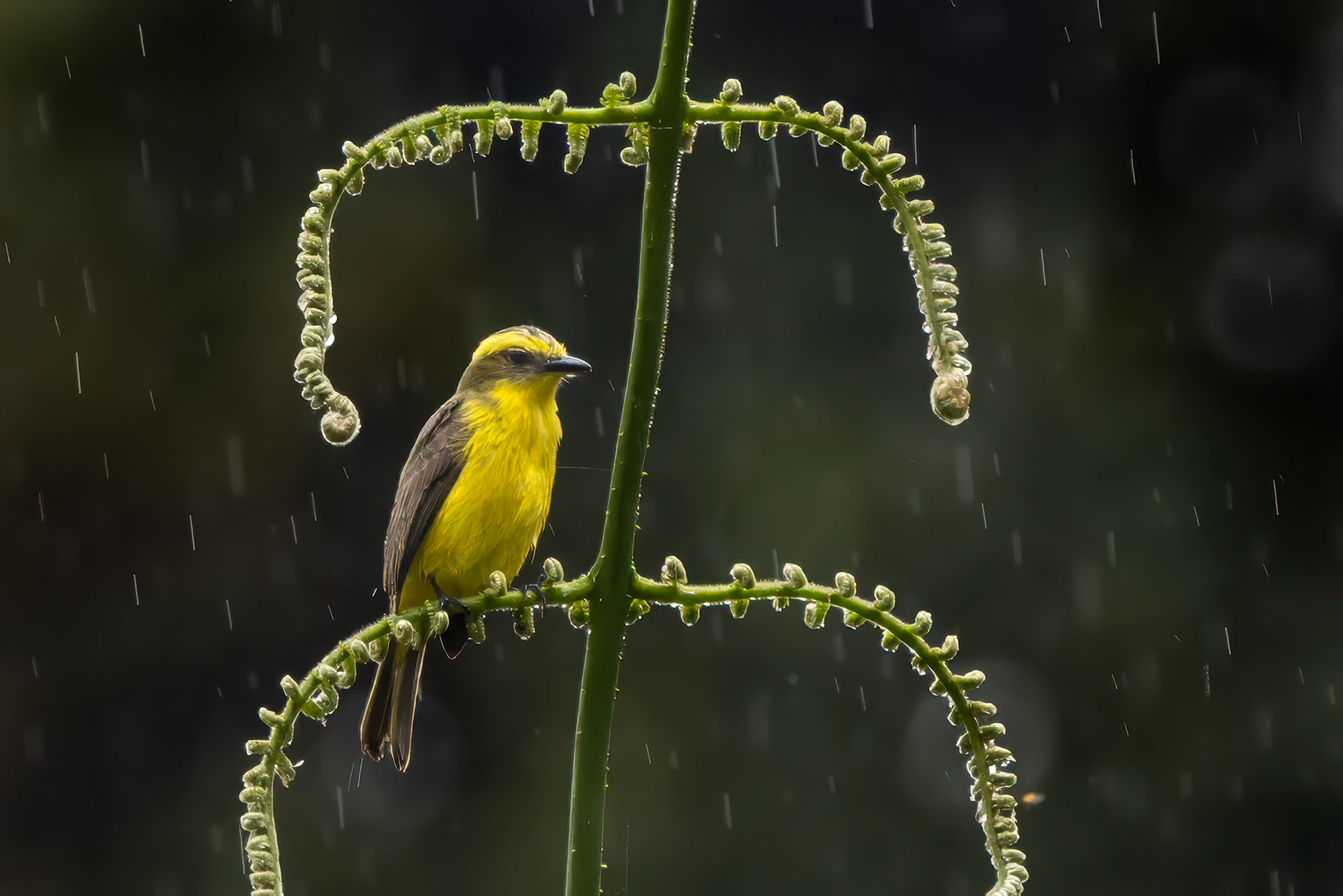 Lemon-browed Flycatcher