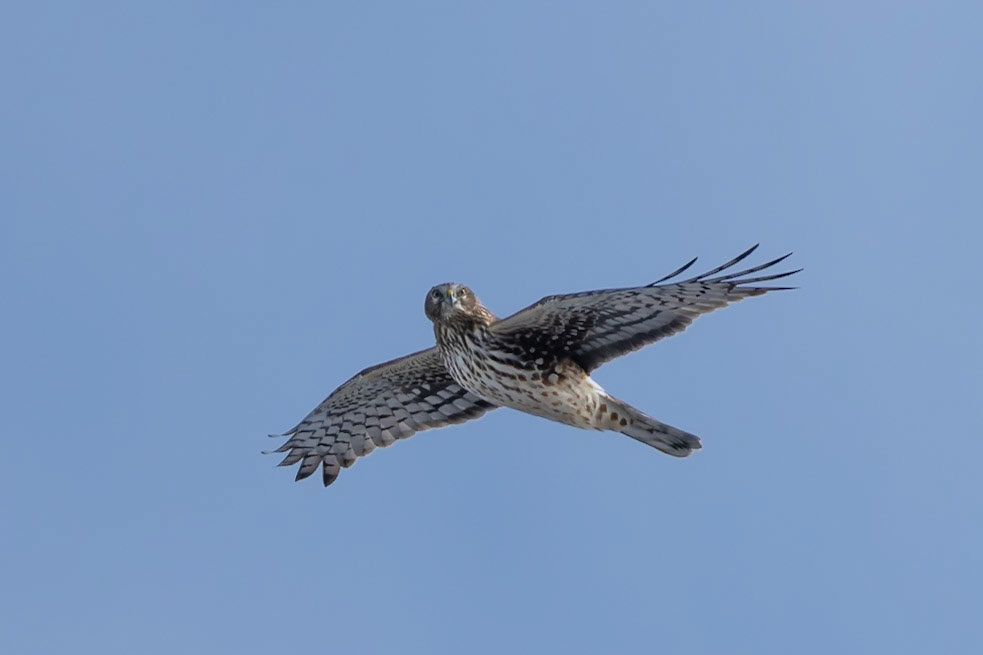 Northern Harrier