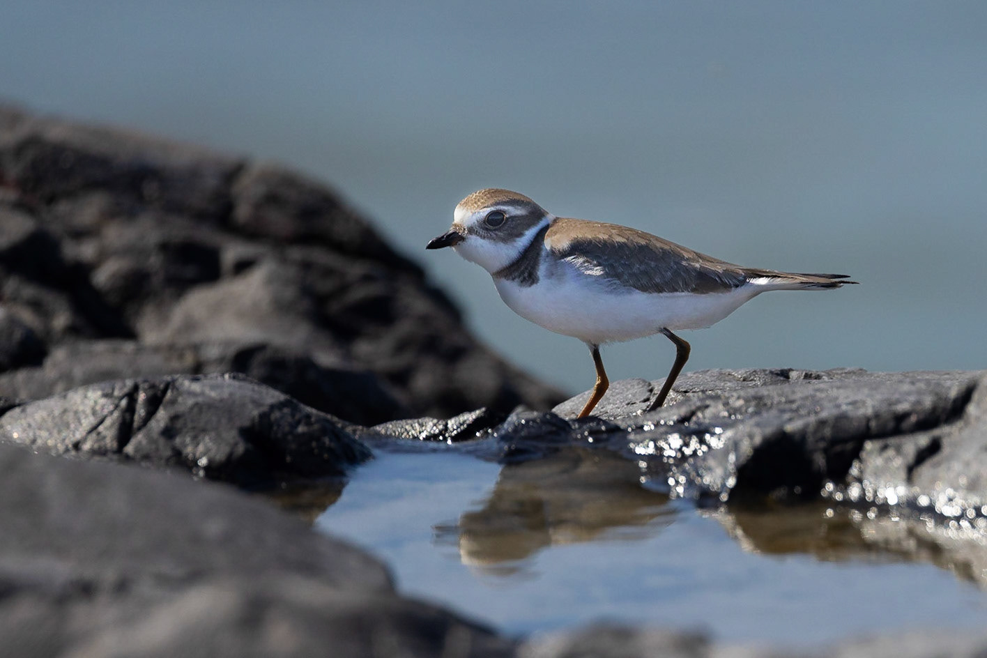Semipalmated Plover