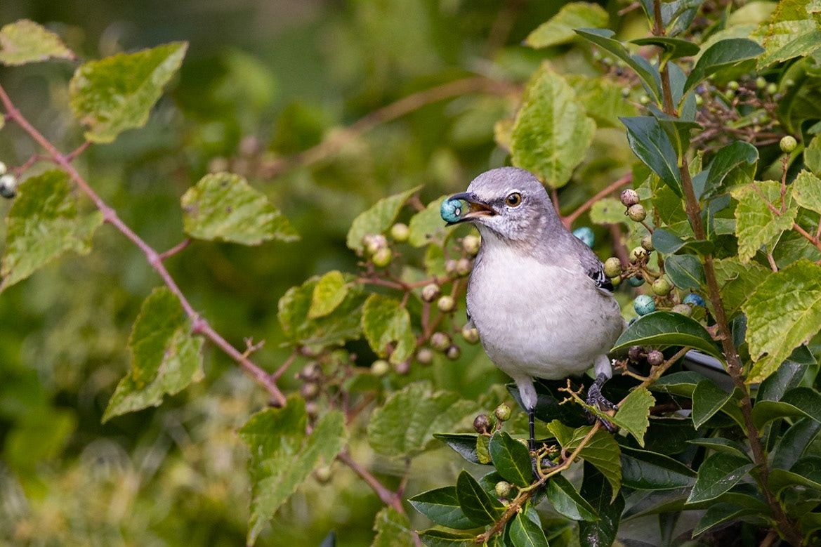 Northern Mocking Bird