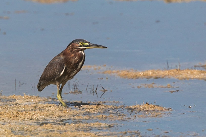 Green Heron