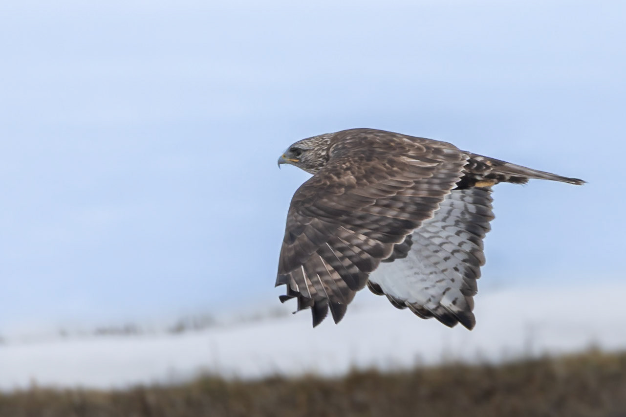 Ferruginous Hawk