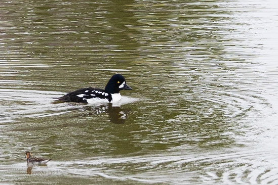Common Goldeneye