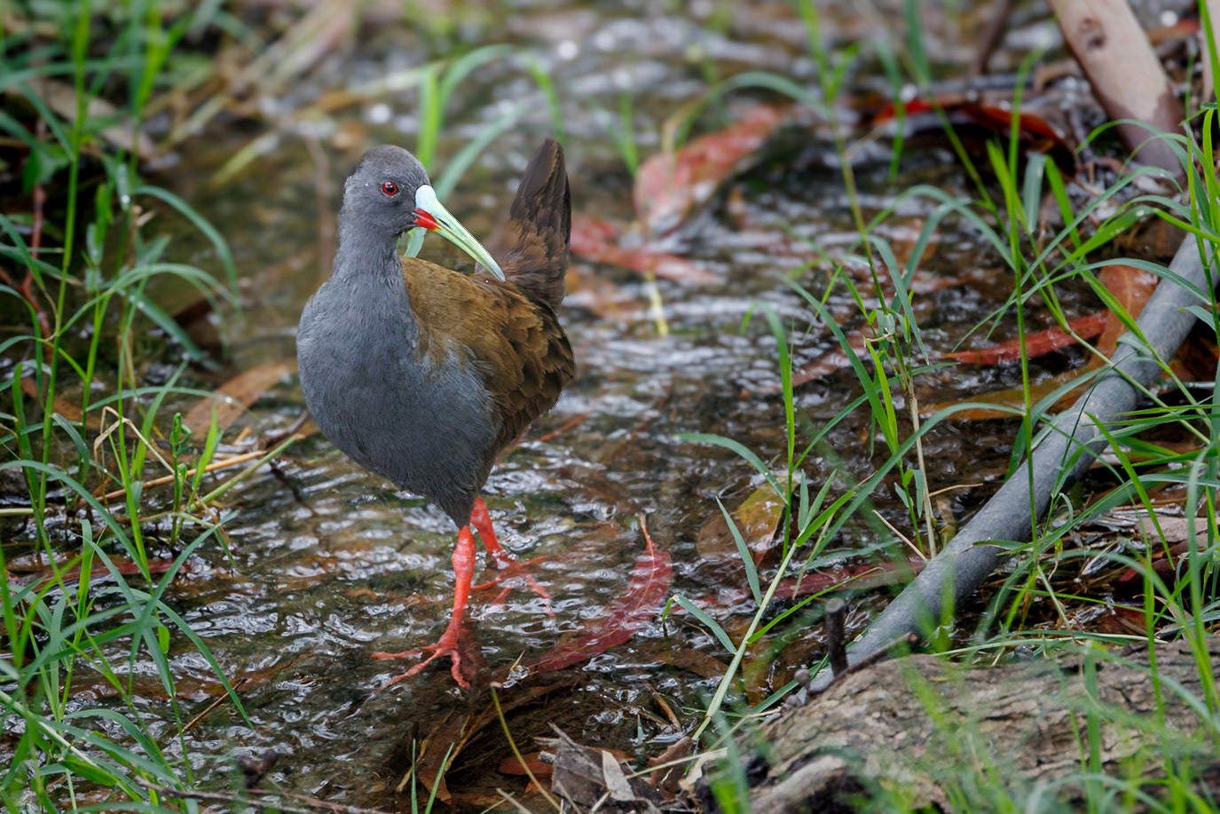 Plumbeous Rail