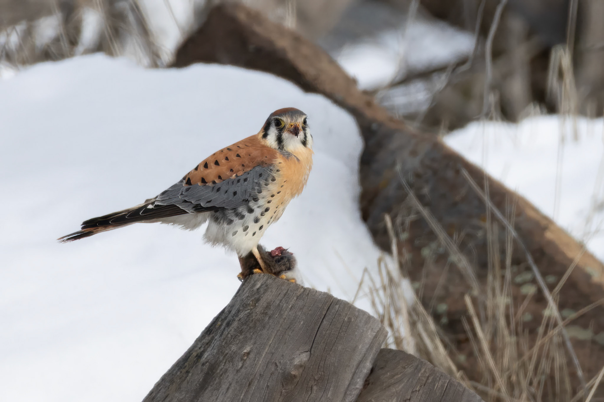 American Kestrel