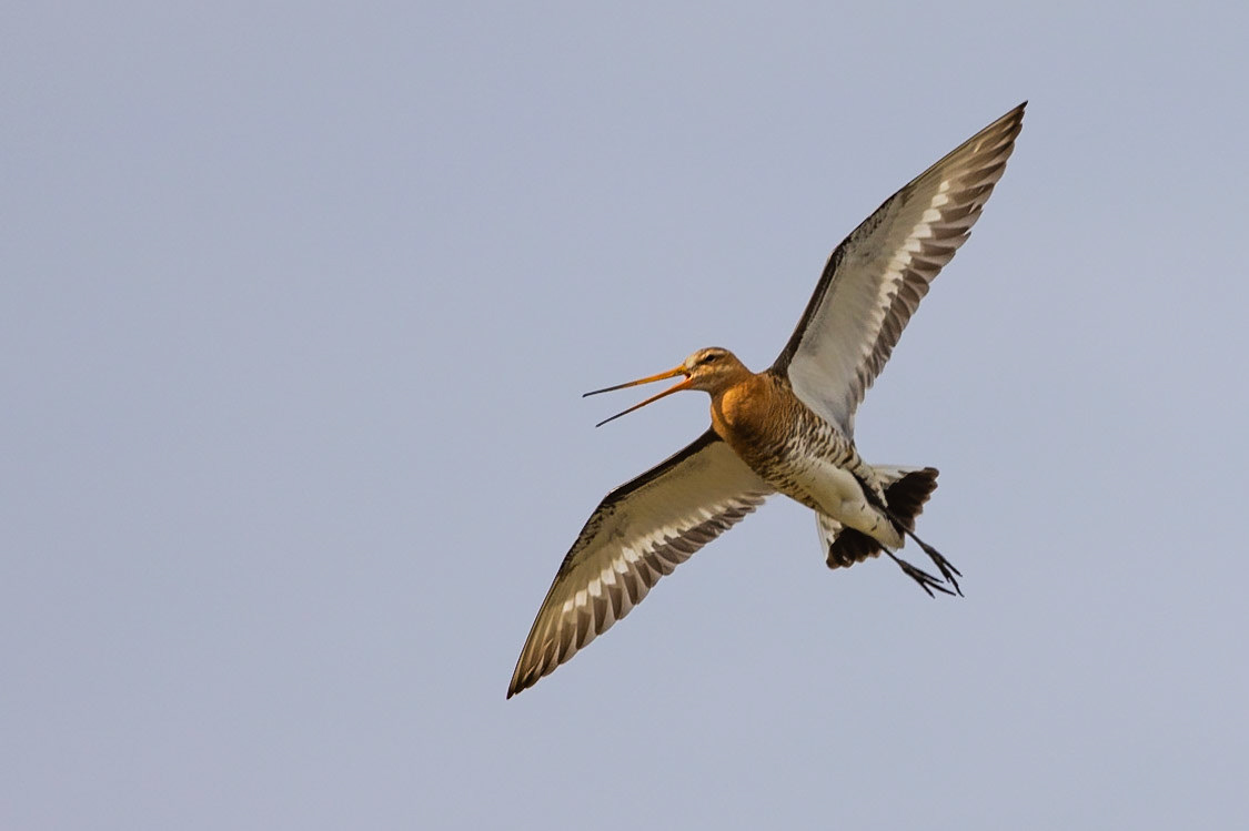 Black-tailed Godwit