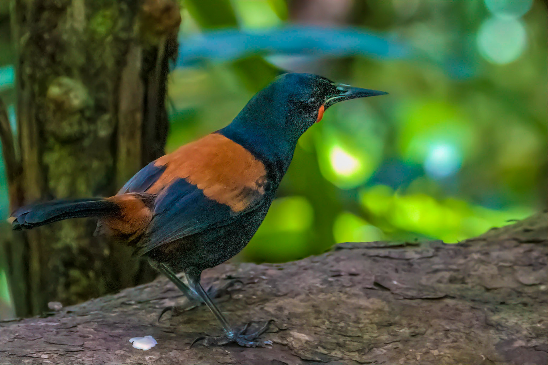 South Island Saddleback