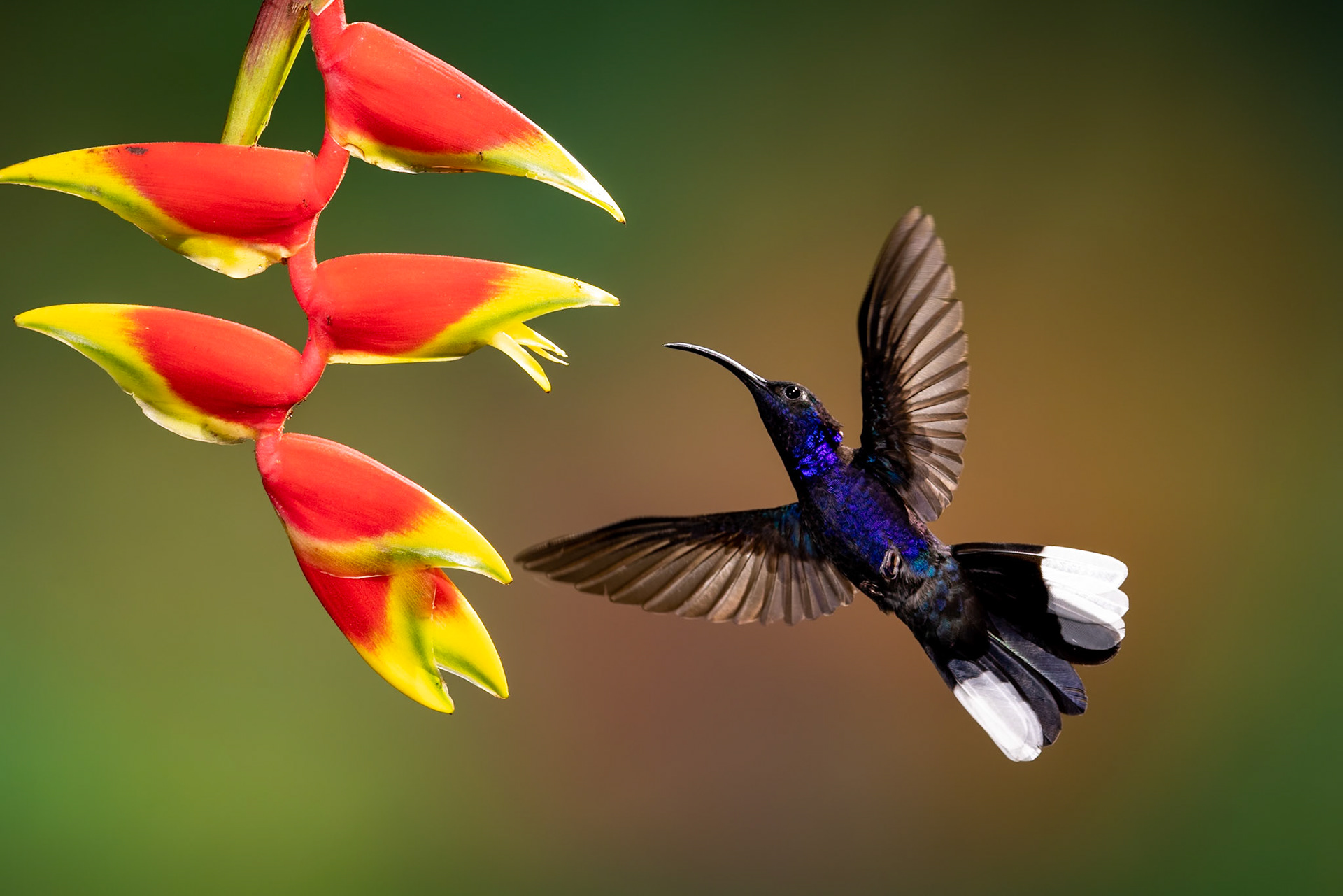 Violet Sabrewing