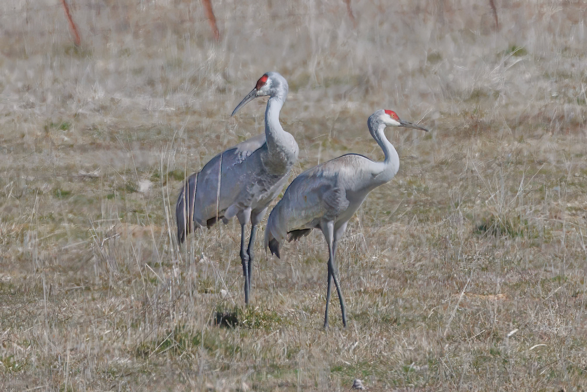 Sandhill Cranes
