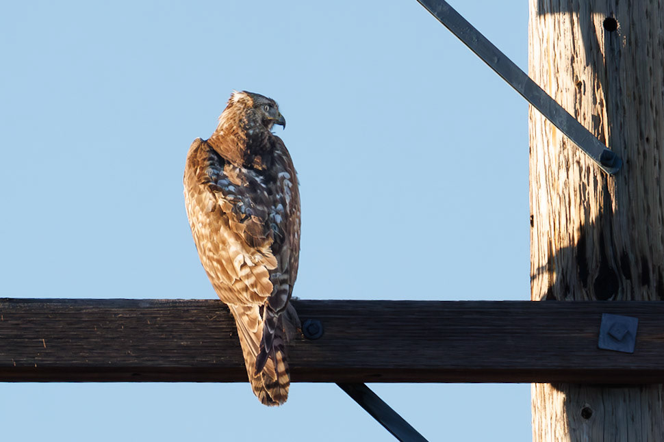 Red-tailed Hawk