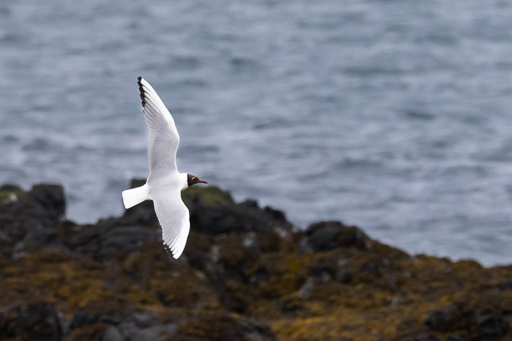 Black-headed Gull