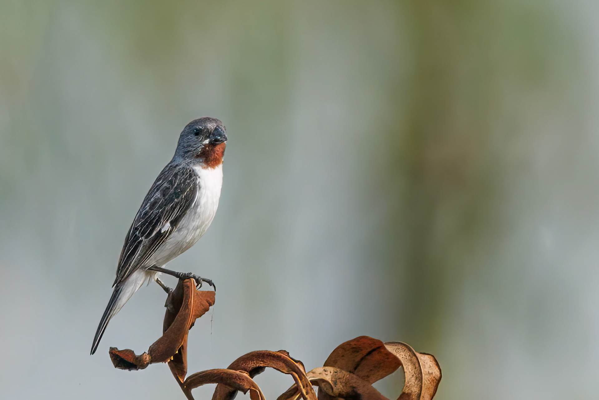 Chestnut-throated Seedeater