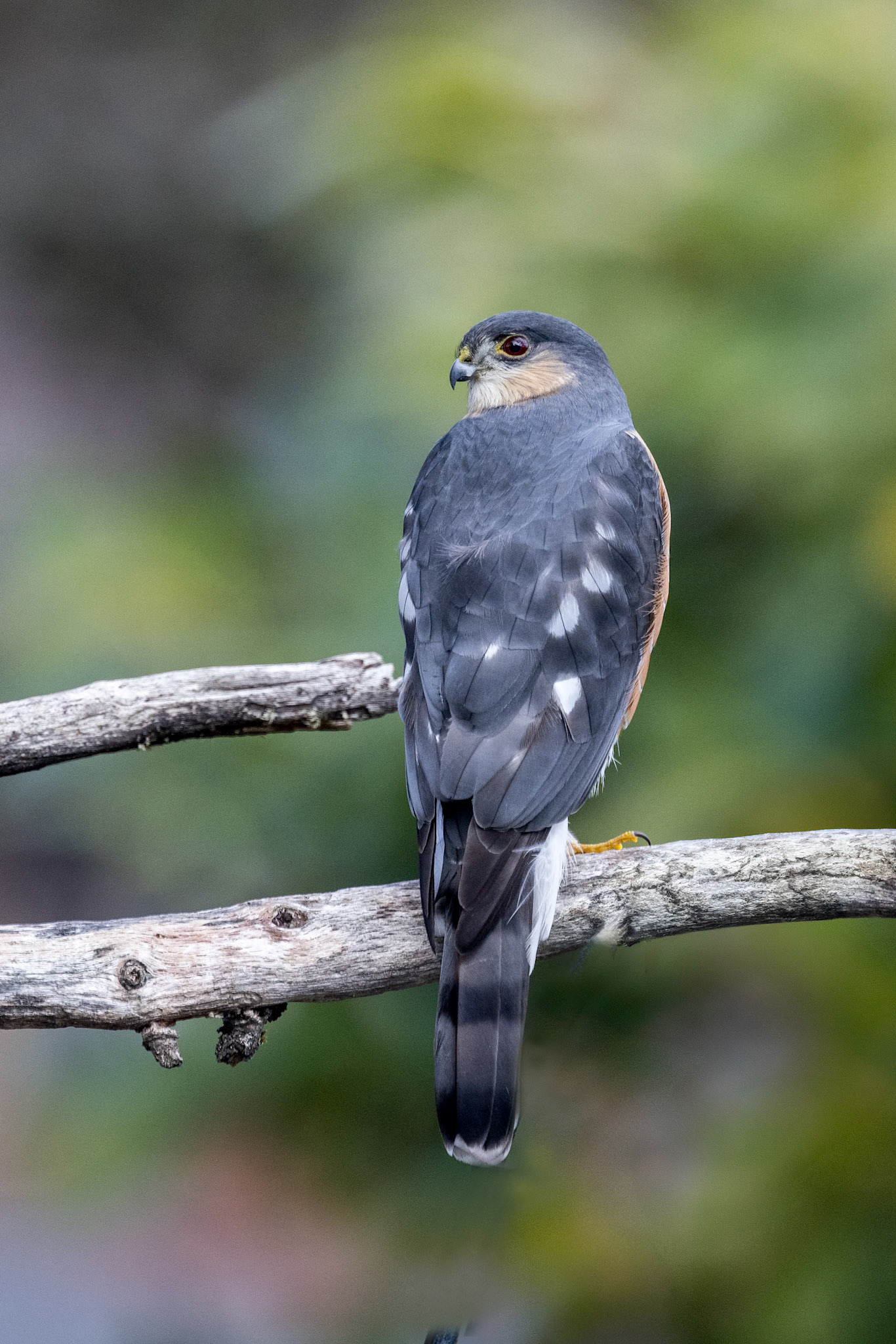 Sharp-shinned Hawk