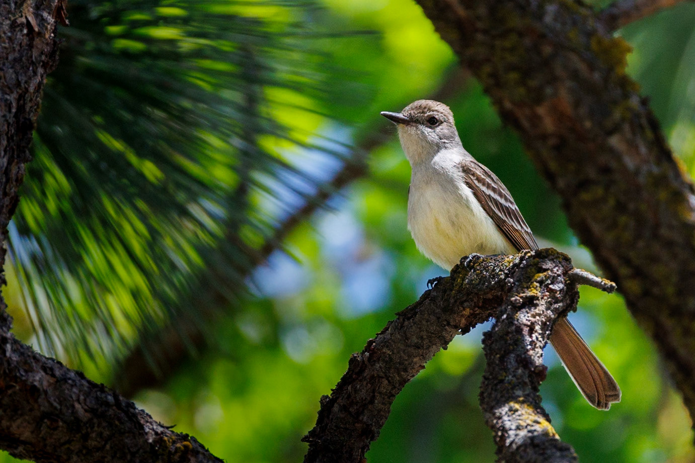 Ash-throated Flycatcher