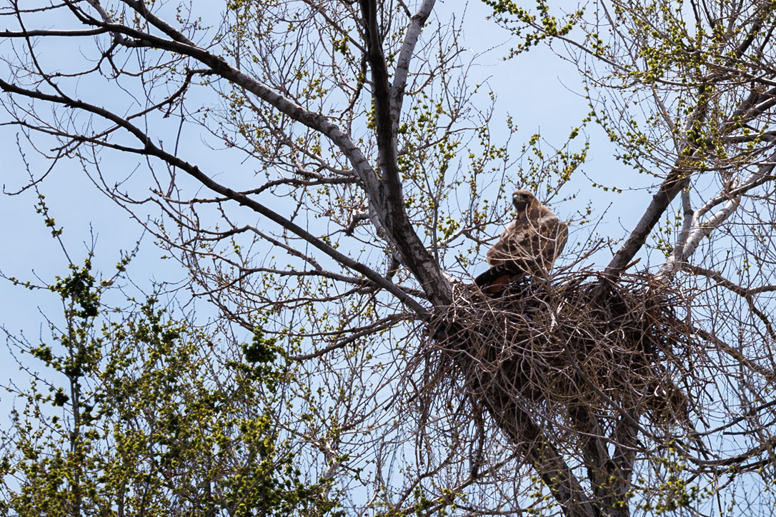 Red-tailed Hawk