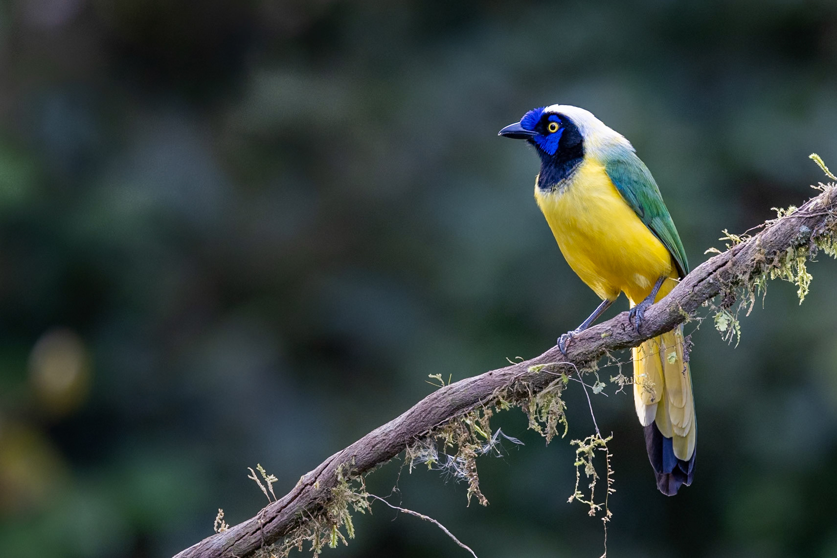 Inca Jay