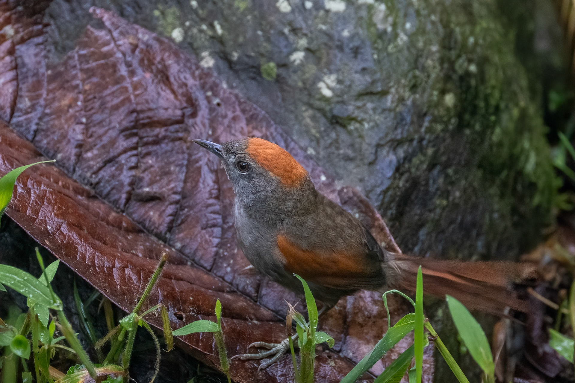 Azara's Spinetail