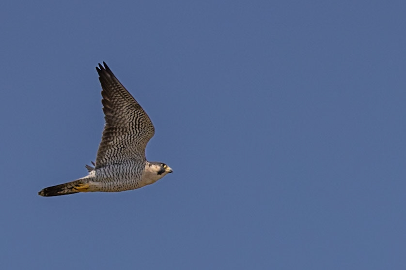 Peregrine Falcon