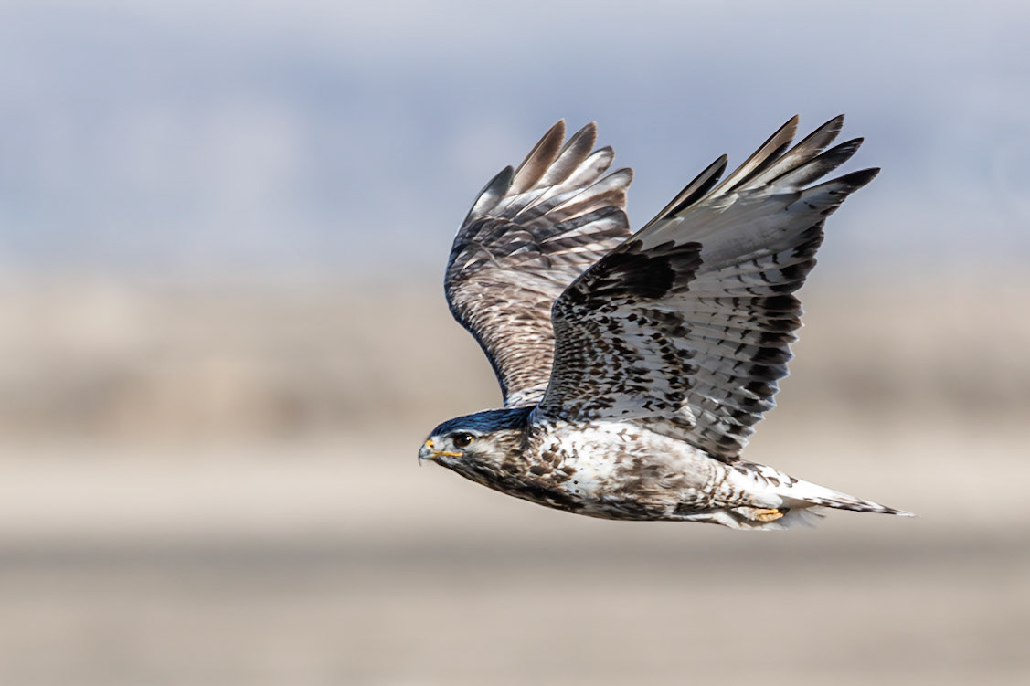 Rough-legged Hawk
