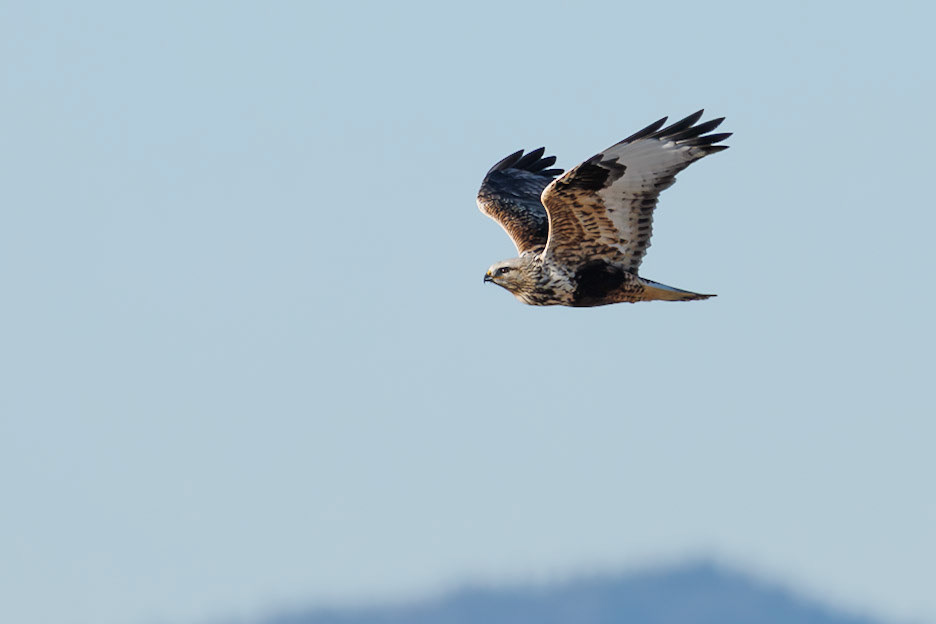 Rough-legged Hawk