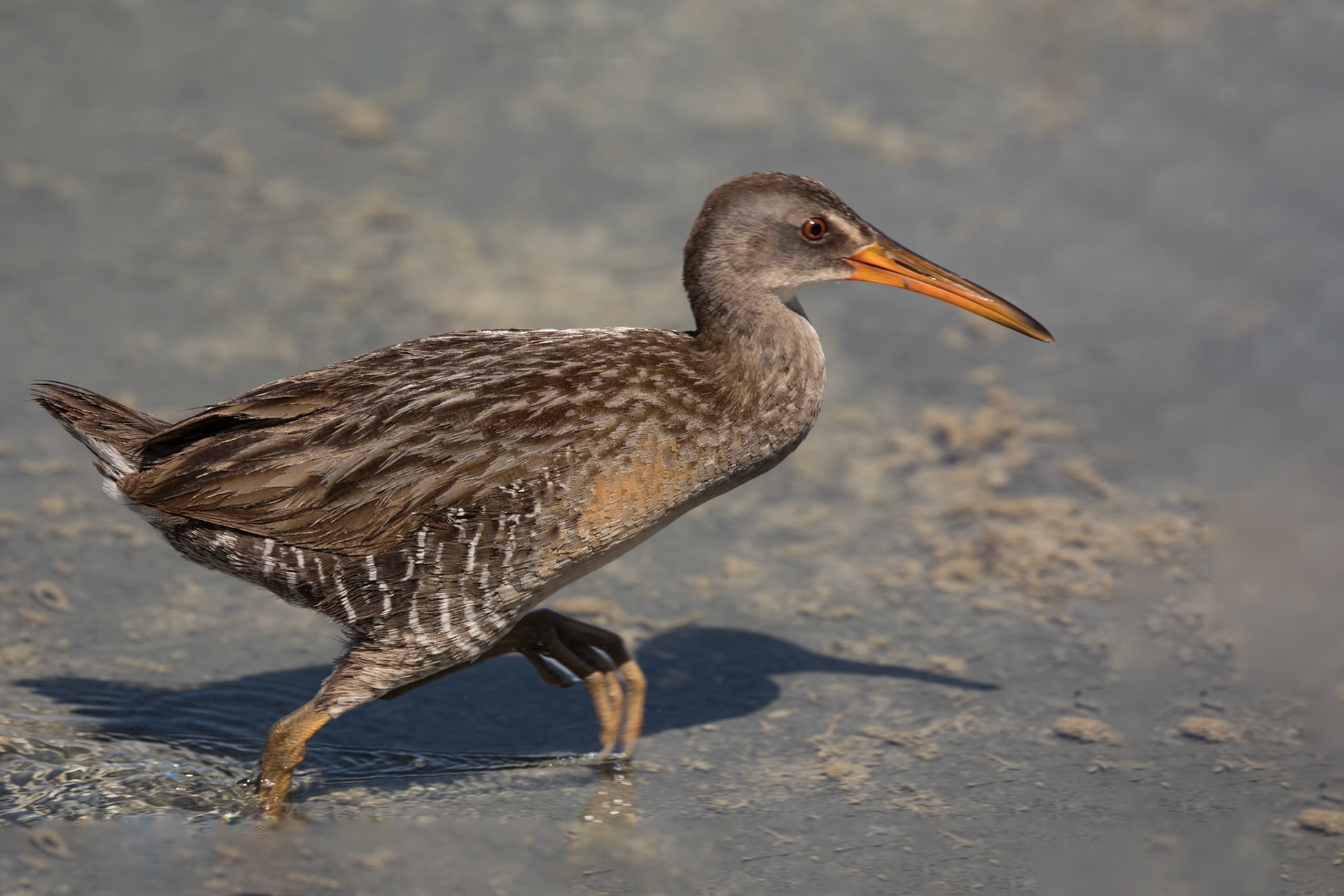 Clapper Rail