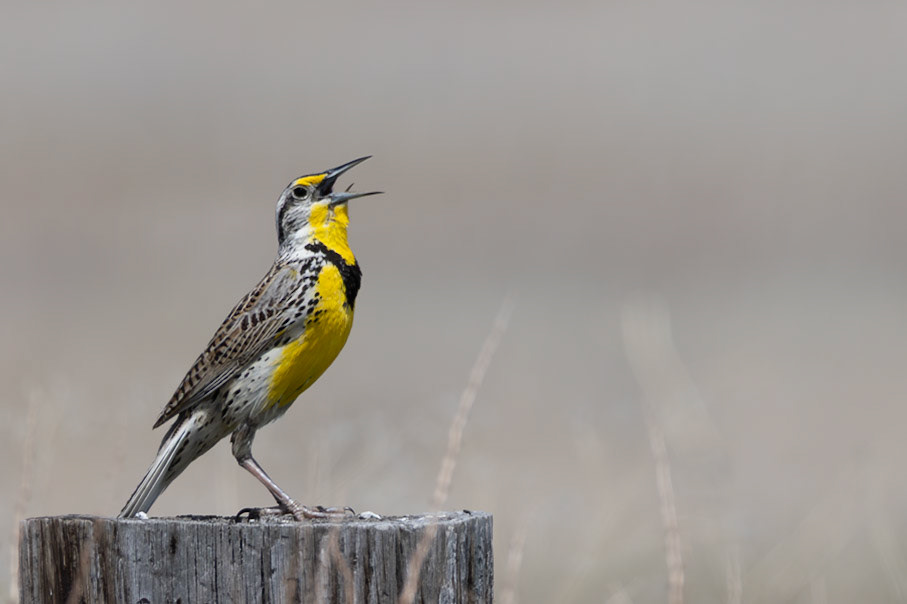 Western Meadowlark
