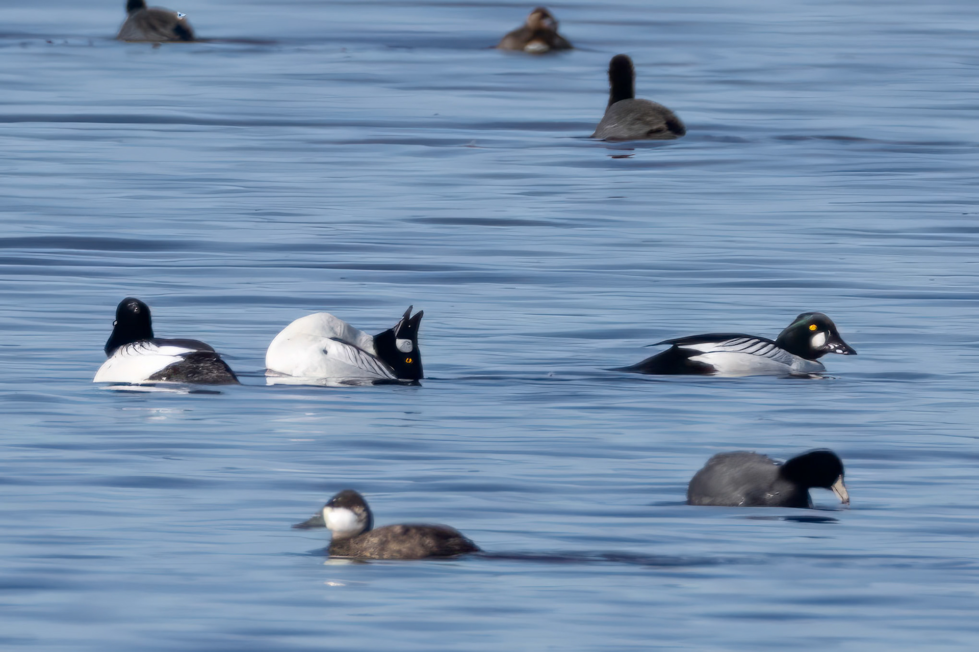 Common Goldeneye displaying