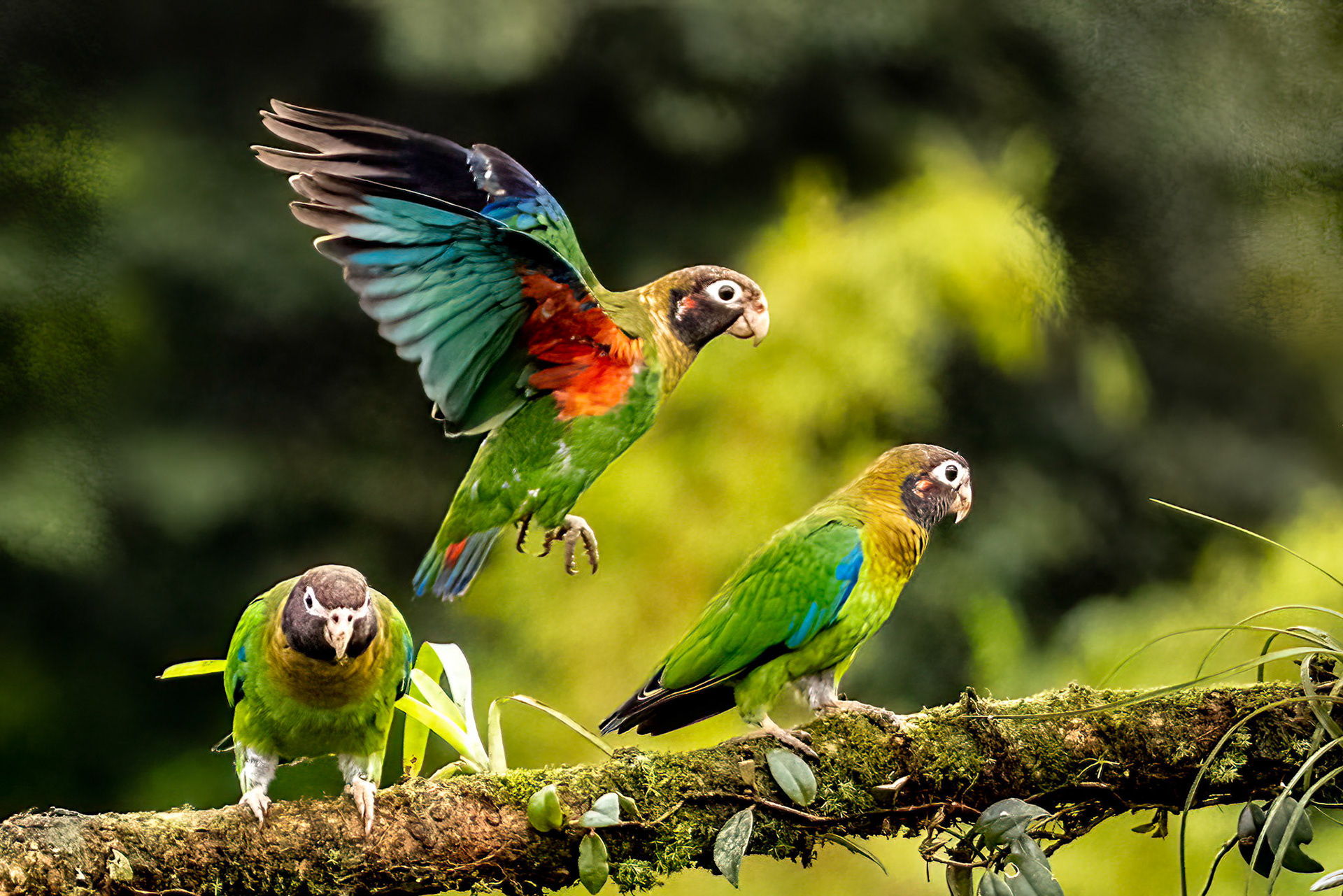 Brown-hooded Parrot