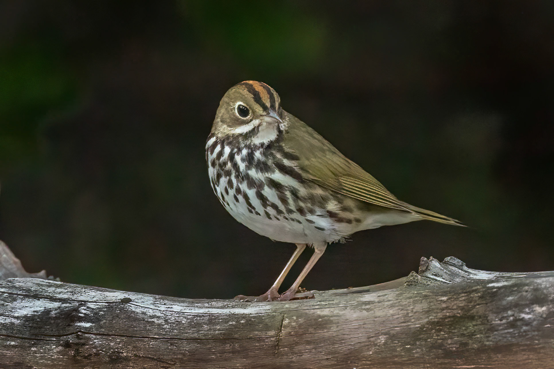 Ovenbird