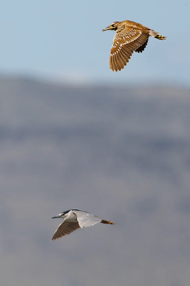 Black-crowned Night-Heron