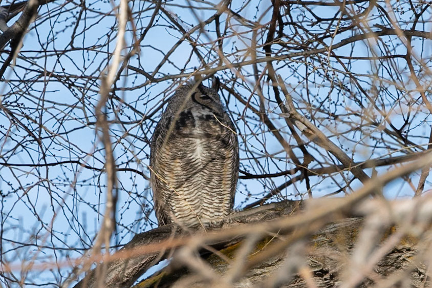 Great Horned Owl