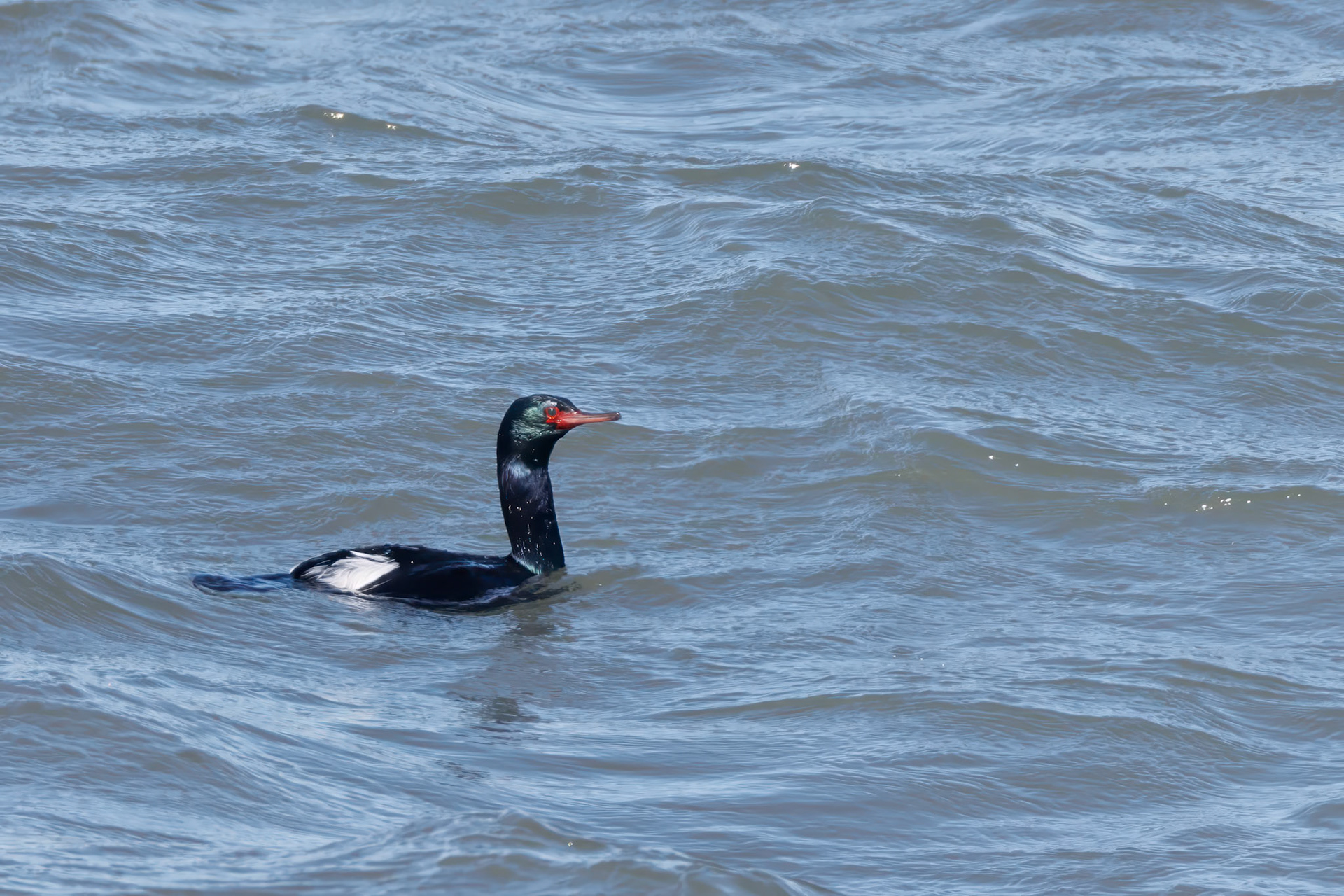 Pelagic Cormorant