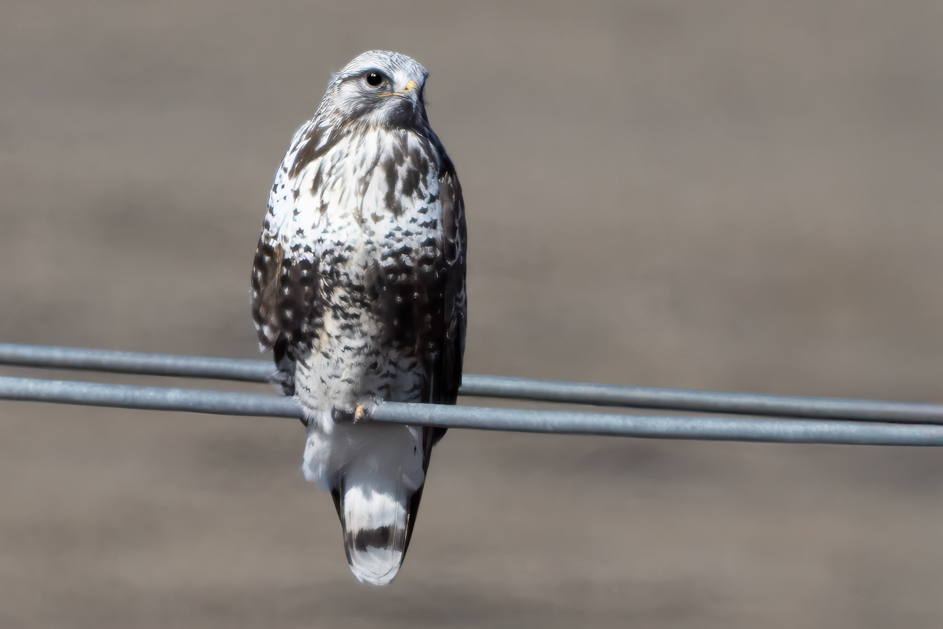 Rough-legged Hawk