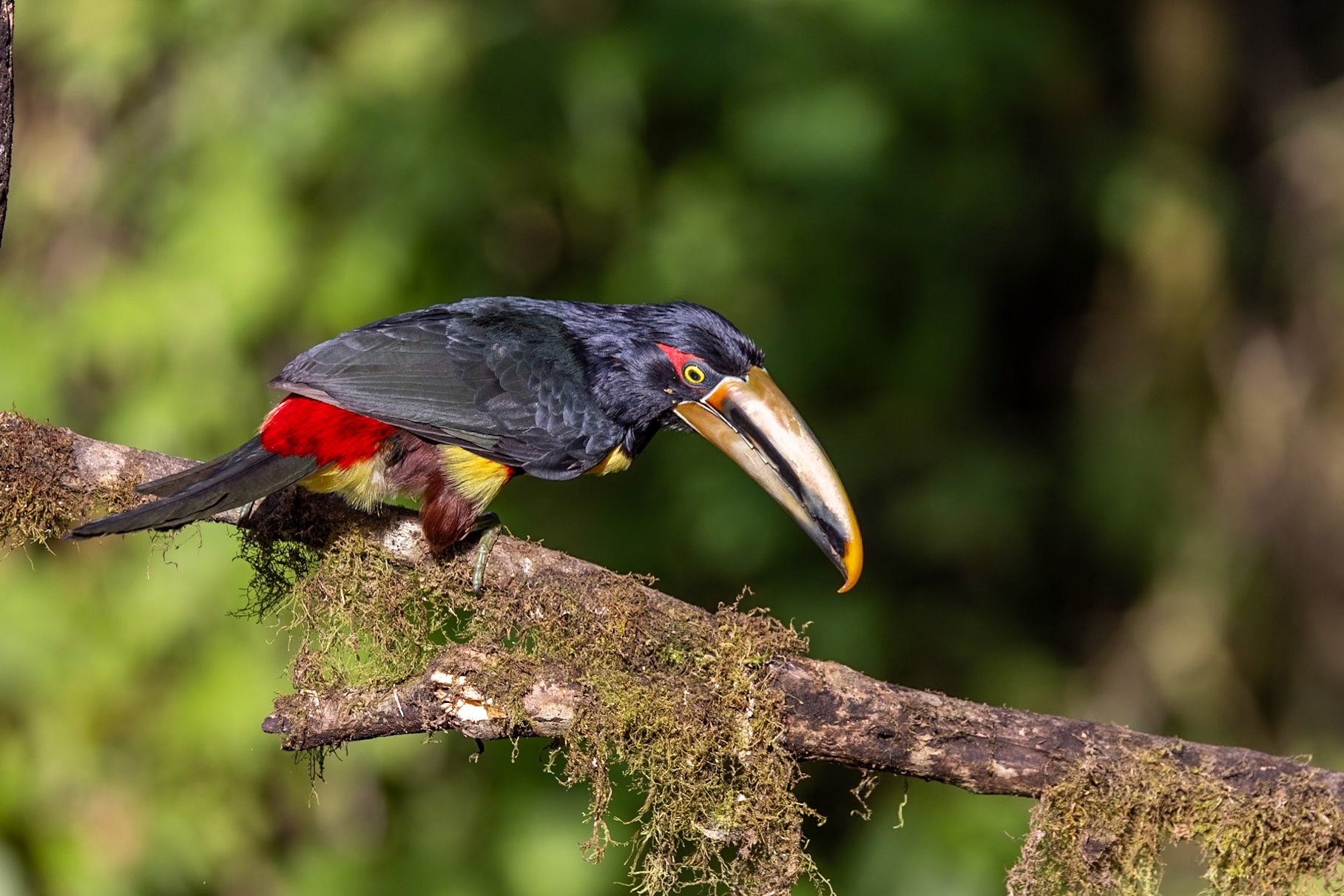 Collared Aracari