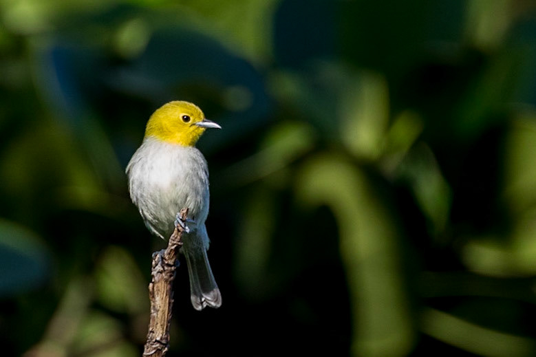 Yellow-headed Warbler
