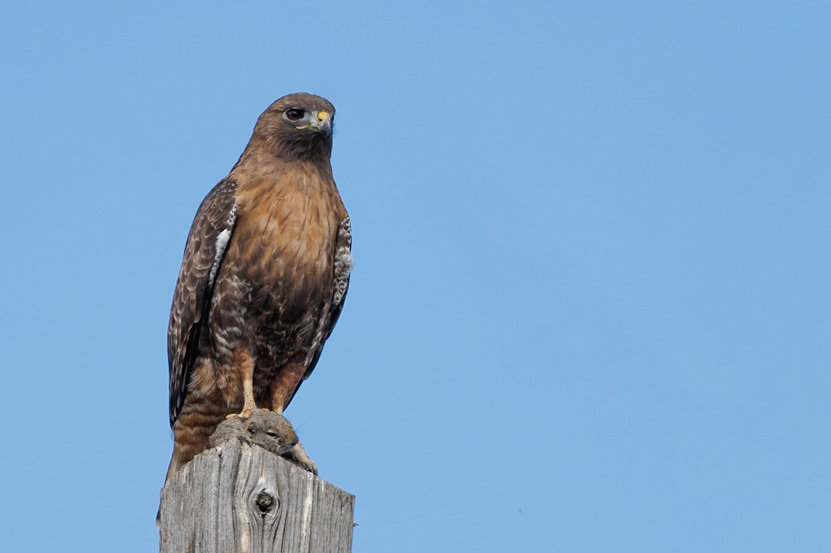 Red-tailed Hawk