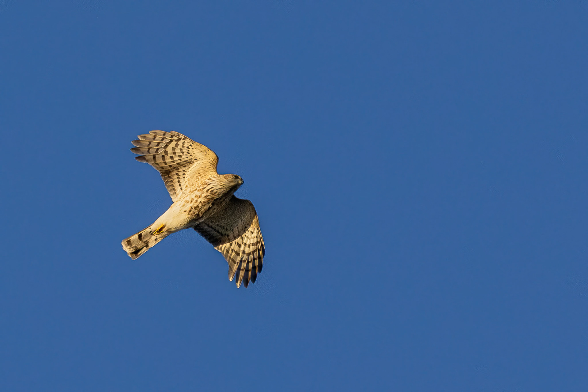 Sharp-chinned Hawk