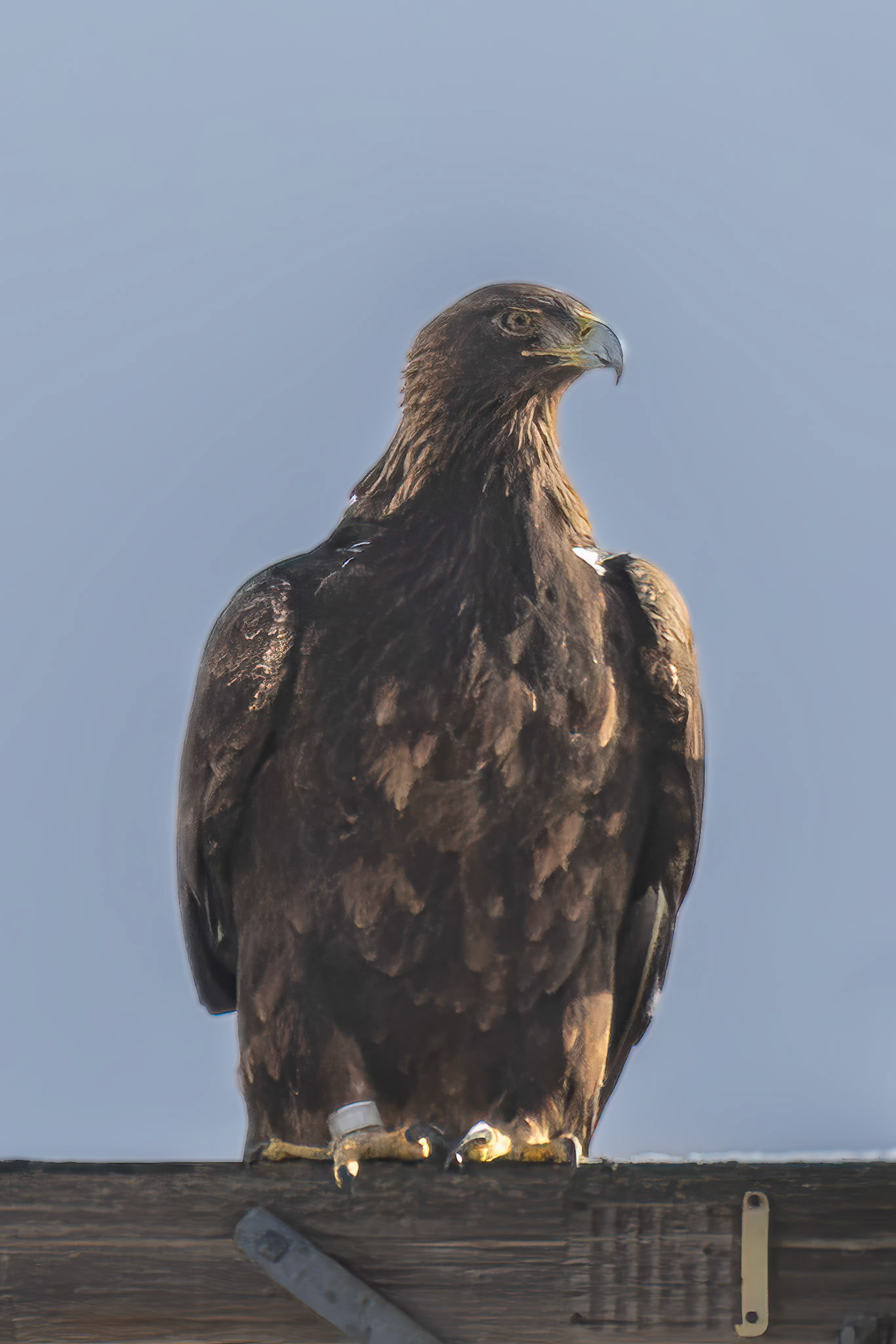 Golden Eagle