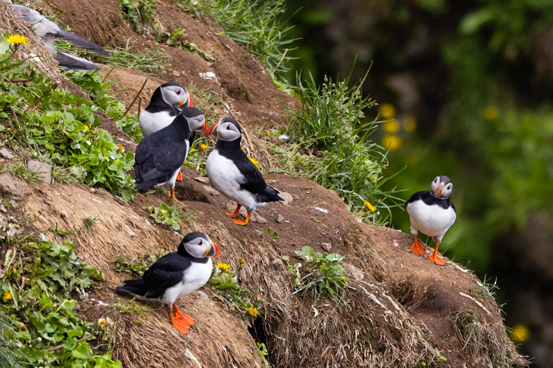 Atlantic Puffins