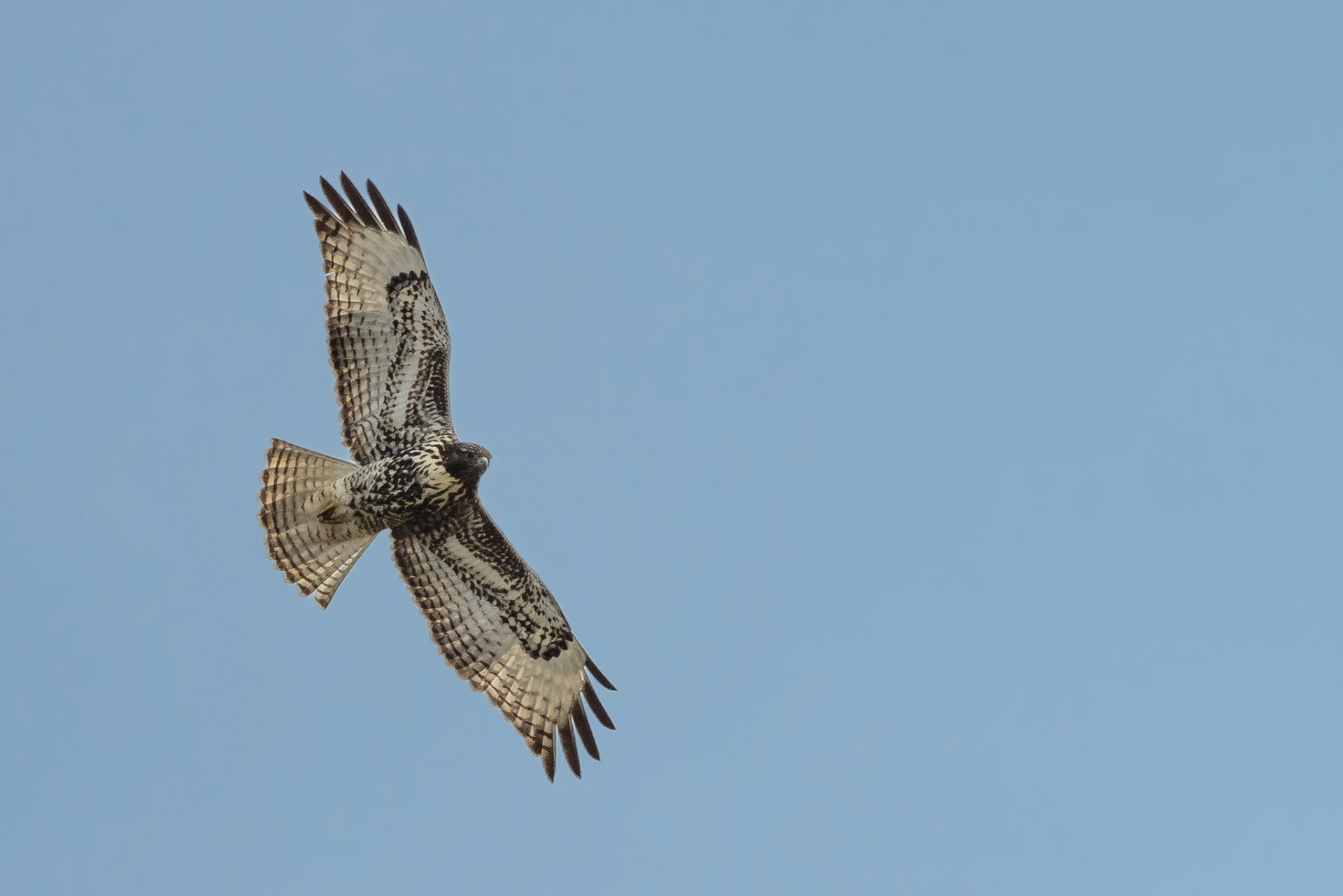 Red-tailled Hawk