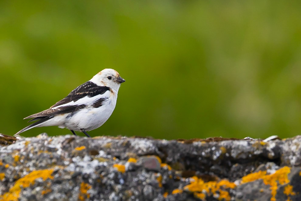 Snow Bunting