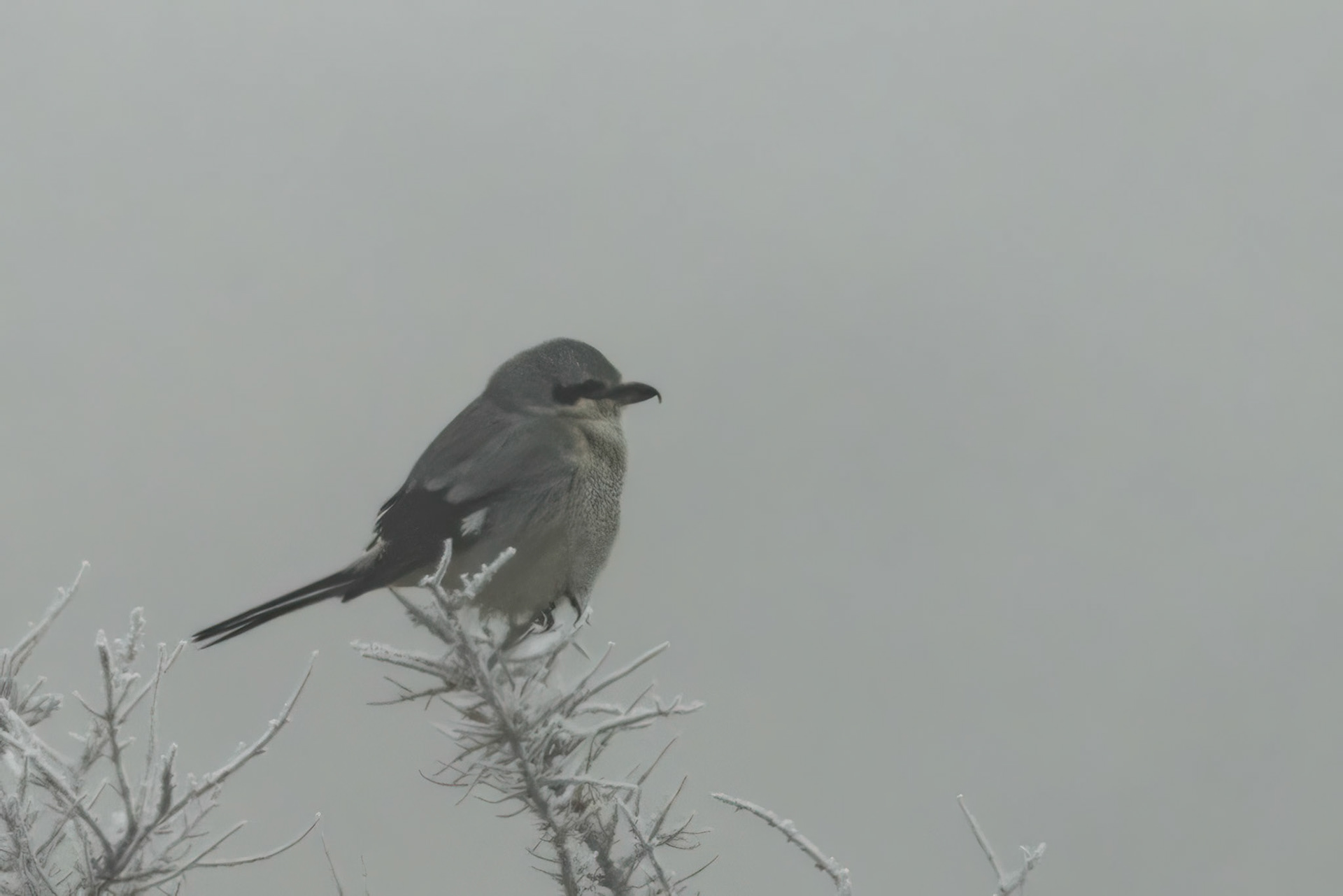 Northern Shrike??