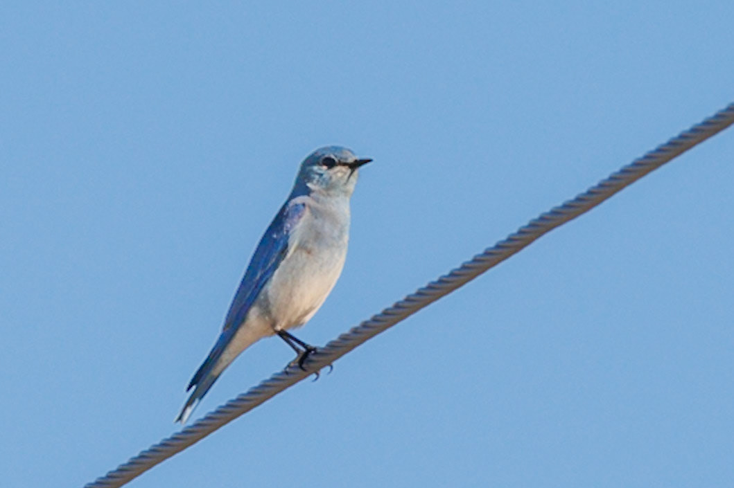 Mountain Bluebird