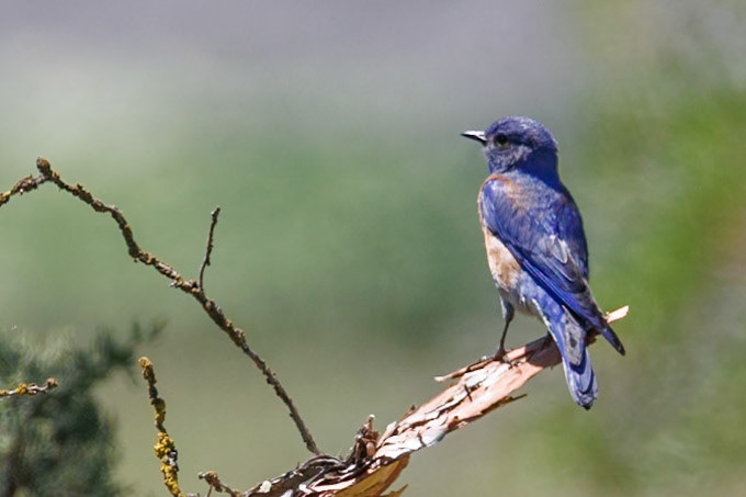 Western Blue Bird