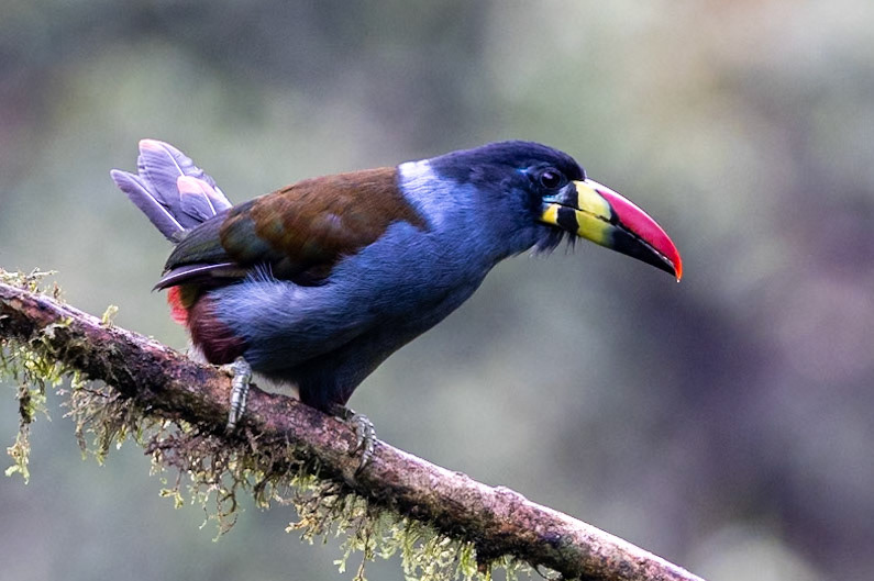 Gray-breasted Mountain-Toucan