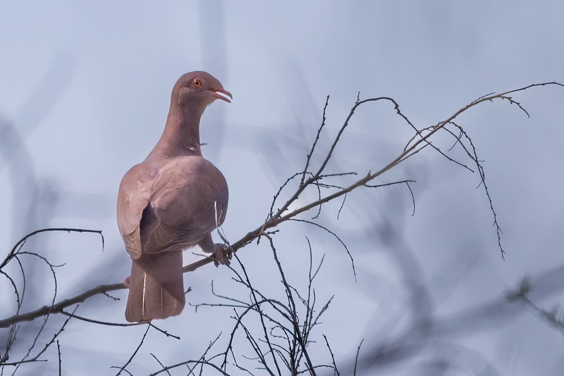 Red-billed Pigeon