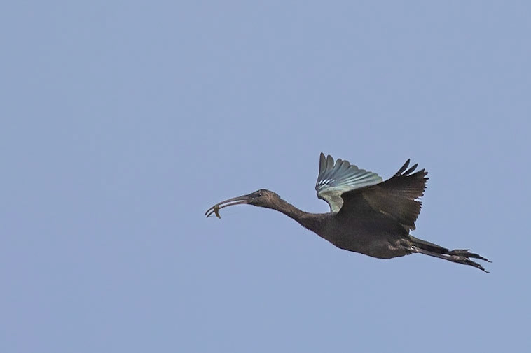 Glossy Ibis