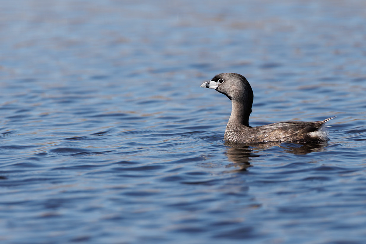 Pied-billed Grebe