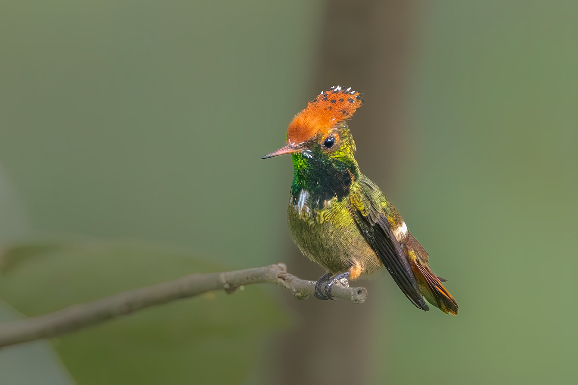 Male Spangled Coquette